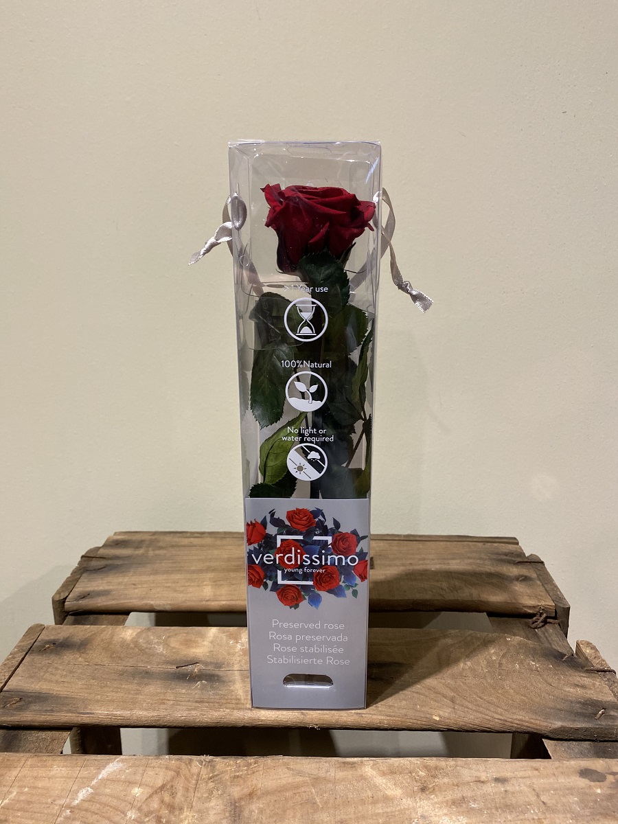 Rosa Preservada, la Rosa Eterna – Jacinta Floristes
